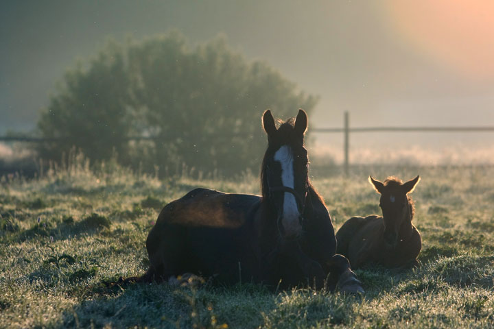 http://www.nakedhorses.ru/ryedeer/photos2/zez_0906_19.jpg